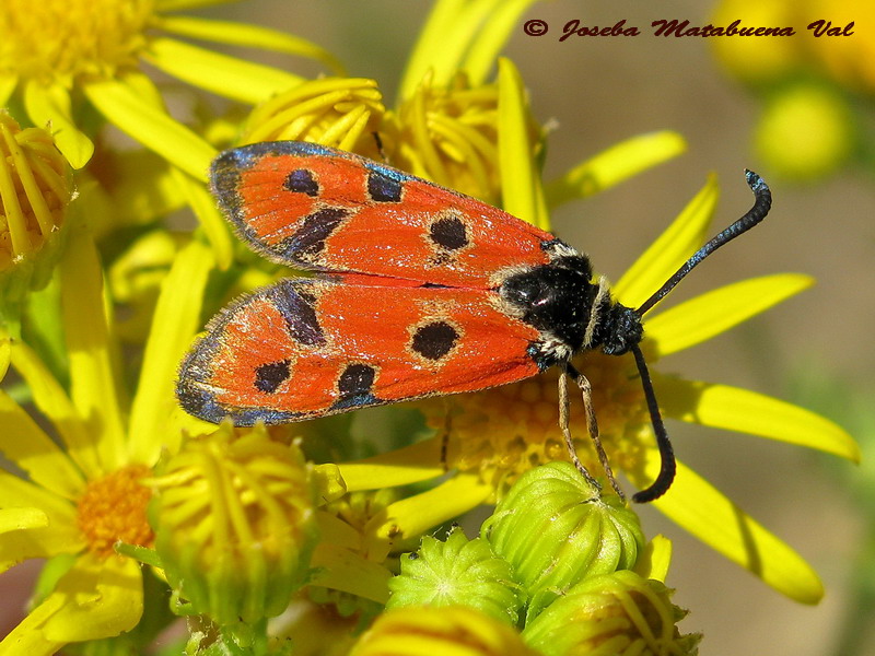 Zygaena hilaris - Zygaenidae